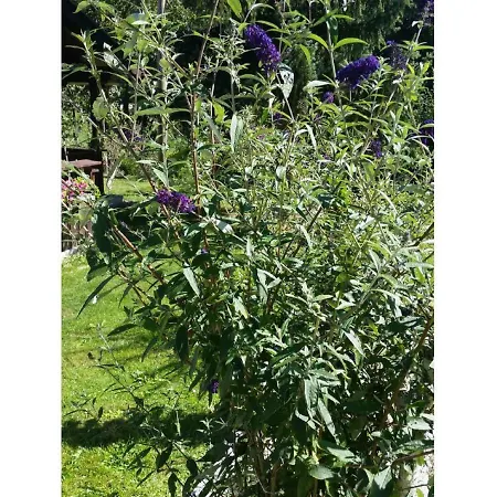 Gerda's Ferienhaeuser Nyaraló *