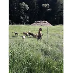 Gerda's Ferienhaeuser Σπίτι διακοπών Eppenschlag